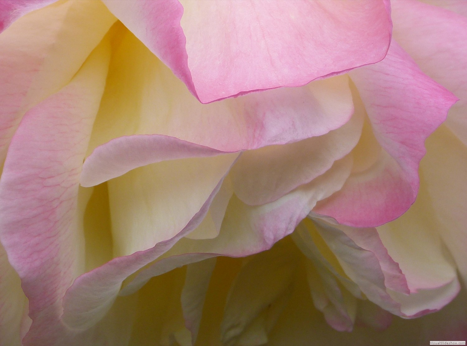 P1130763b