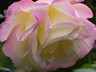 P1130771